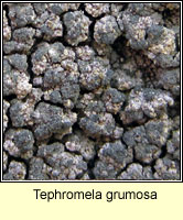 Tephromela grumosa