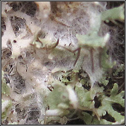 Athelia arachnoidea