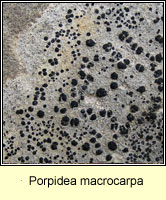 Porpidea macrocarpa