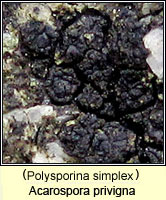 Polysporina simplex