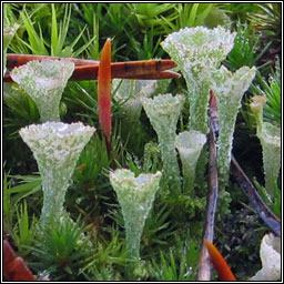 Cladonia cryptochlorophae
