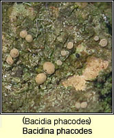 Bacidia phacodes