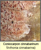 Coniocarpon cinnabarinum (Arthonia cinnabarina)
