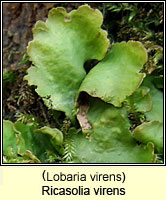 Ricasolia virens (Lobaria virens)