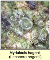 Myriolecis hagenii (Lecanora hagenii)