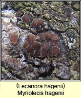 Myriolecis hagenii (Lecanora hagenii)