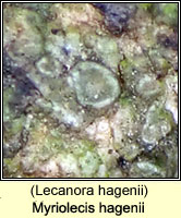Myriolecis hagenii (Lecanora hagenii)