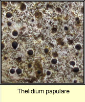Thelidium papulare