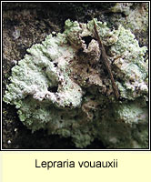 Lepraria vouauxii