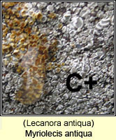 Lecanora antiqua
