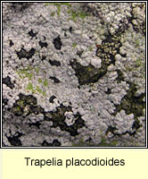 Trapelia placodioides