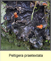 Peltigera praetextata