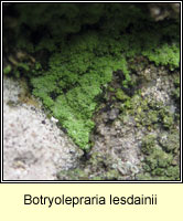 Botryolepraria lesdainii