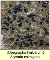 Opegrapha herbarum