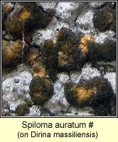Spiloma auratum