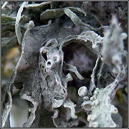 Ramalina fraxinea