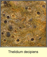 Thelidium decipiens