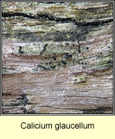 Calicium glaucellum