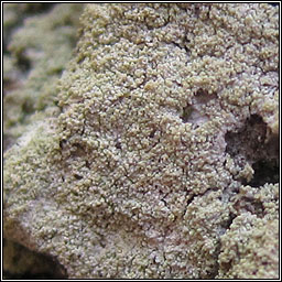 Megalaria pulverea