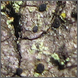 Melaspilea ochrothalamia