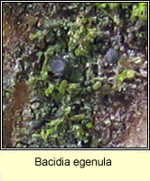 Bacidia egenula