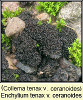 Collema tenax var ceranoides