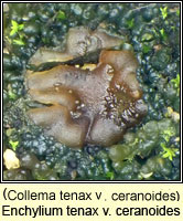 Enchylium tenax v ceranoides (C tenax var ceranoides)