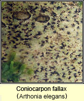 Arthonia elegans