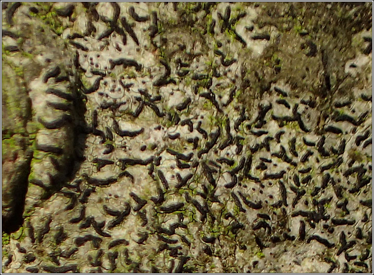 Arthonia graphidicola
