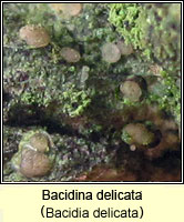Bacidina delicata (Bacidia delicata)