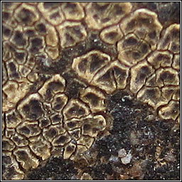 Myriospora rufescens