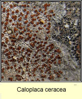Caloplaca ceracea
