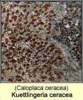 Kuettlingeria ceracea (Caloplaca ceracea)