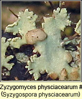 Zyzygomyces physciacearum, Syzygospora physciacearum