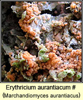 Erythricium aurantiacum, Marchandiomyces aurantiacus