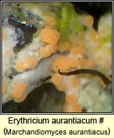 Erythricium aurantiacum, Marchandiomyces aurantiacus