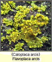 Flavoplaca arcis (Caloplaca arcis)