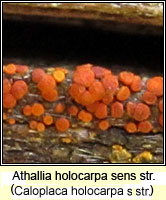 Caloplaca holocarpa sens str