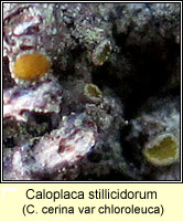 Caloplaca stillicidorum