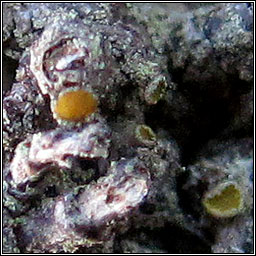 Caloplaca stillicidorum