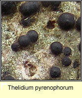 Thelidium pyrenophorum