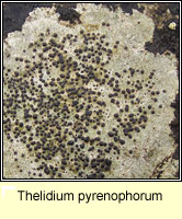 Thelidium pyrenophorum