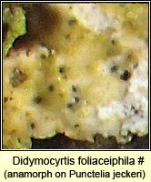 Didymocyrtis foliaceiphila, Phoma foliaceiphila