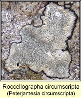 Roccellographa circumscripta