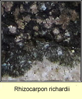 Rhizocarpon richardii