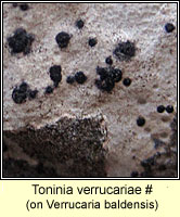 Toninia verrucariae