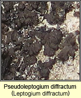 Leptogium diffractum