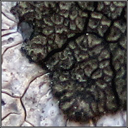Placopyrenium canellum