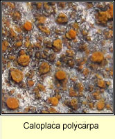 Caloplaca polycarpa