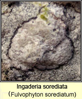 Sclerophytomyces circumscriptus var sorediatus